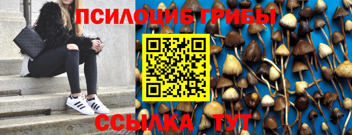Кунгур  Галлюциногенные грибы Psilocybe  Вход с VPN 